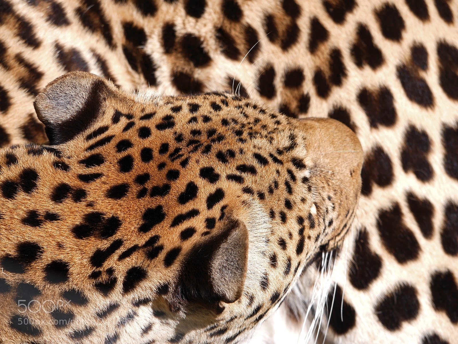 Panasonic Lumix DMC-GX7 sample photo. Curious leopard photography
