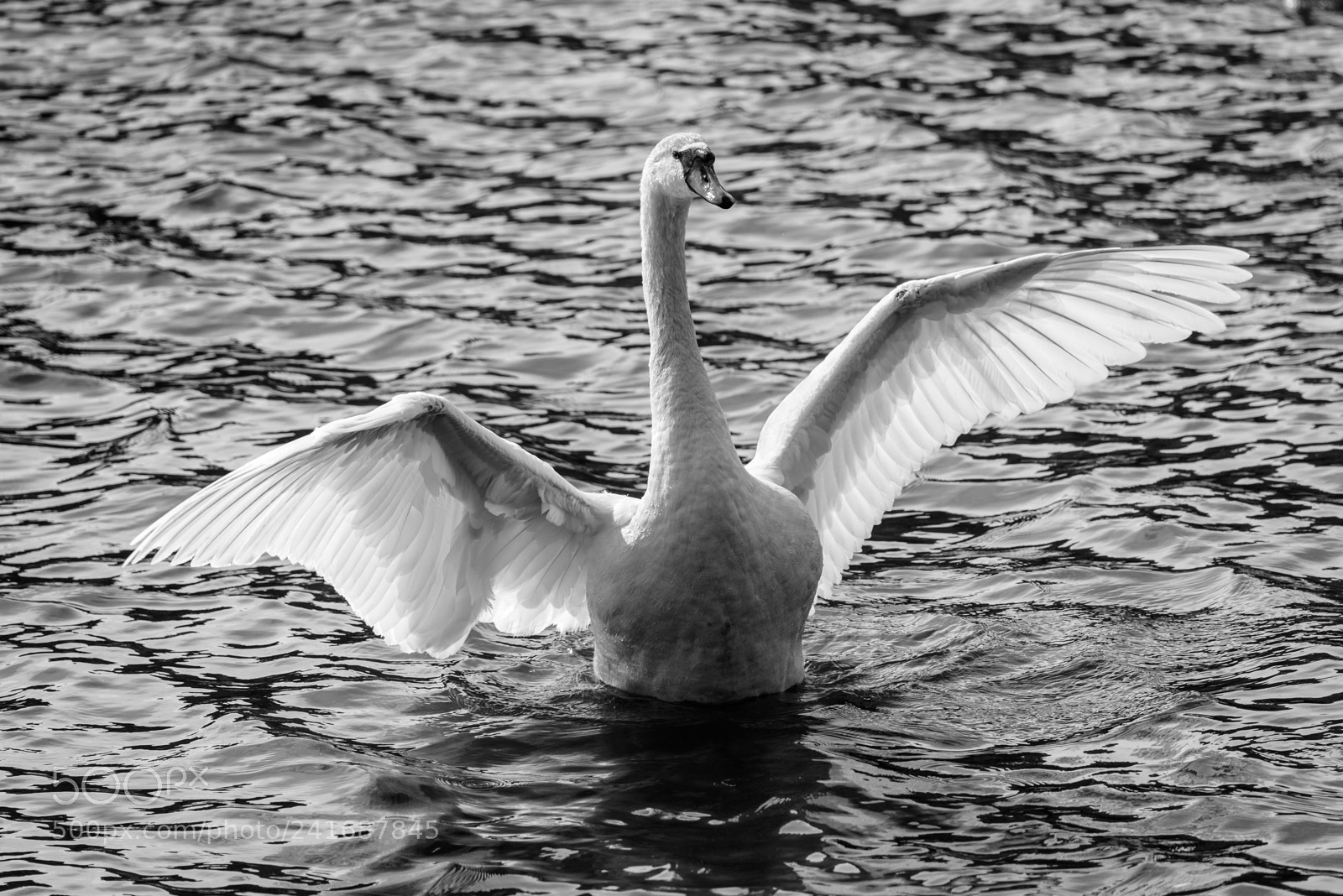 Nikon D800 sample photo. Swan photography