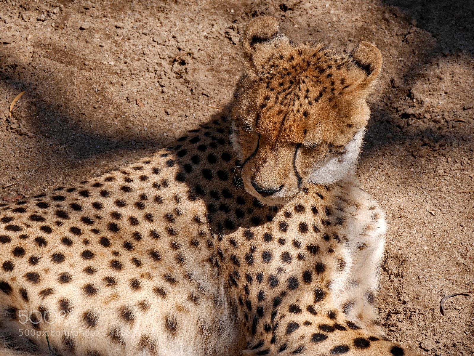 Panasonic Lumix DMC-GX7 sample photo. Sleepy cheetah photography