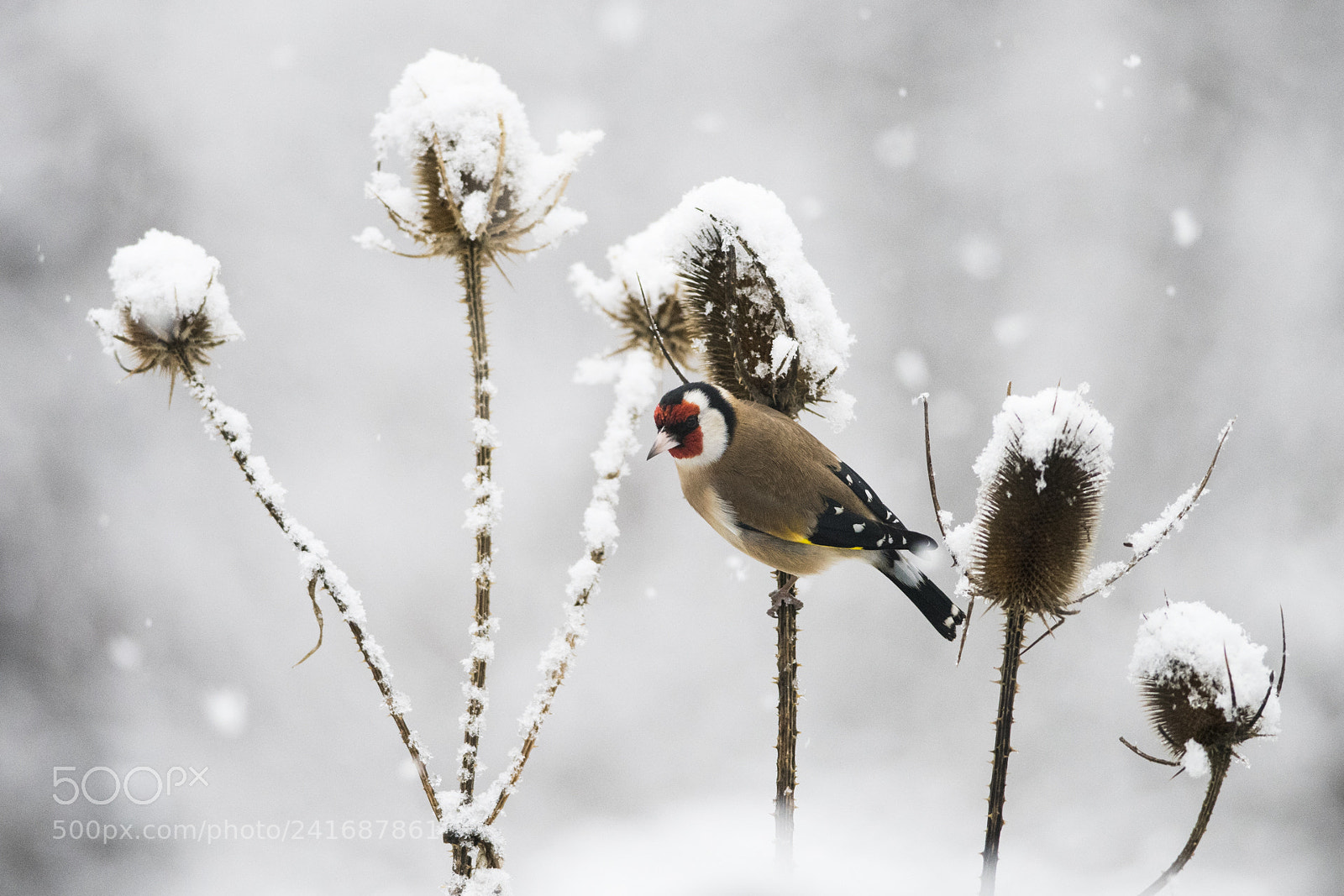Nikon D810 sample photo. European goldfinch (carduelis carduelis) photography