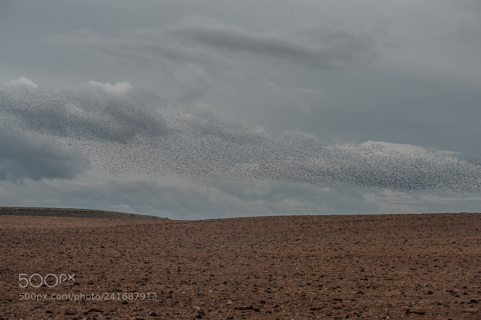 Sony DSC-R1 sample photo. Starlings cloud photography
