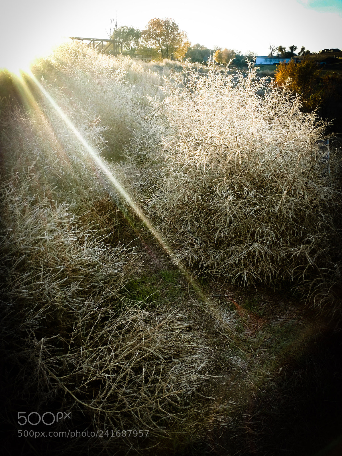 Motorola XT1650 sample photo. Bush photography