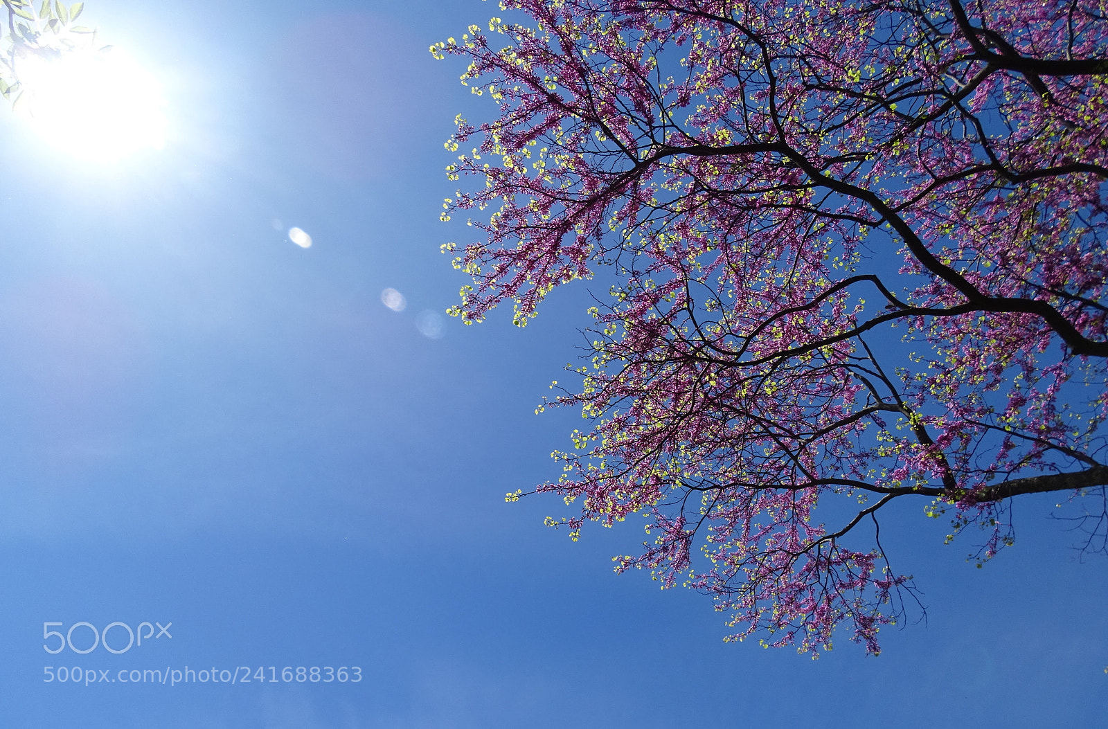 Sony Cyber-shot DSC-HX400V sample photo. Into the sun photography