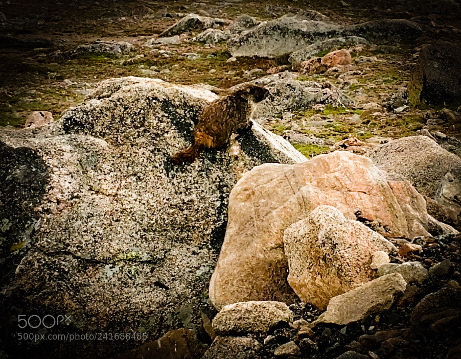 Motorola XT1650 sample photo. Marmot photography