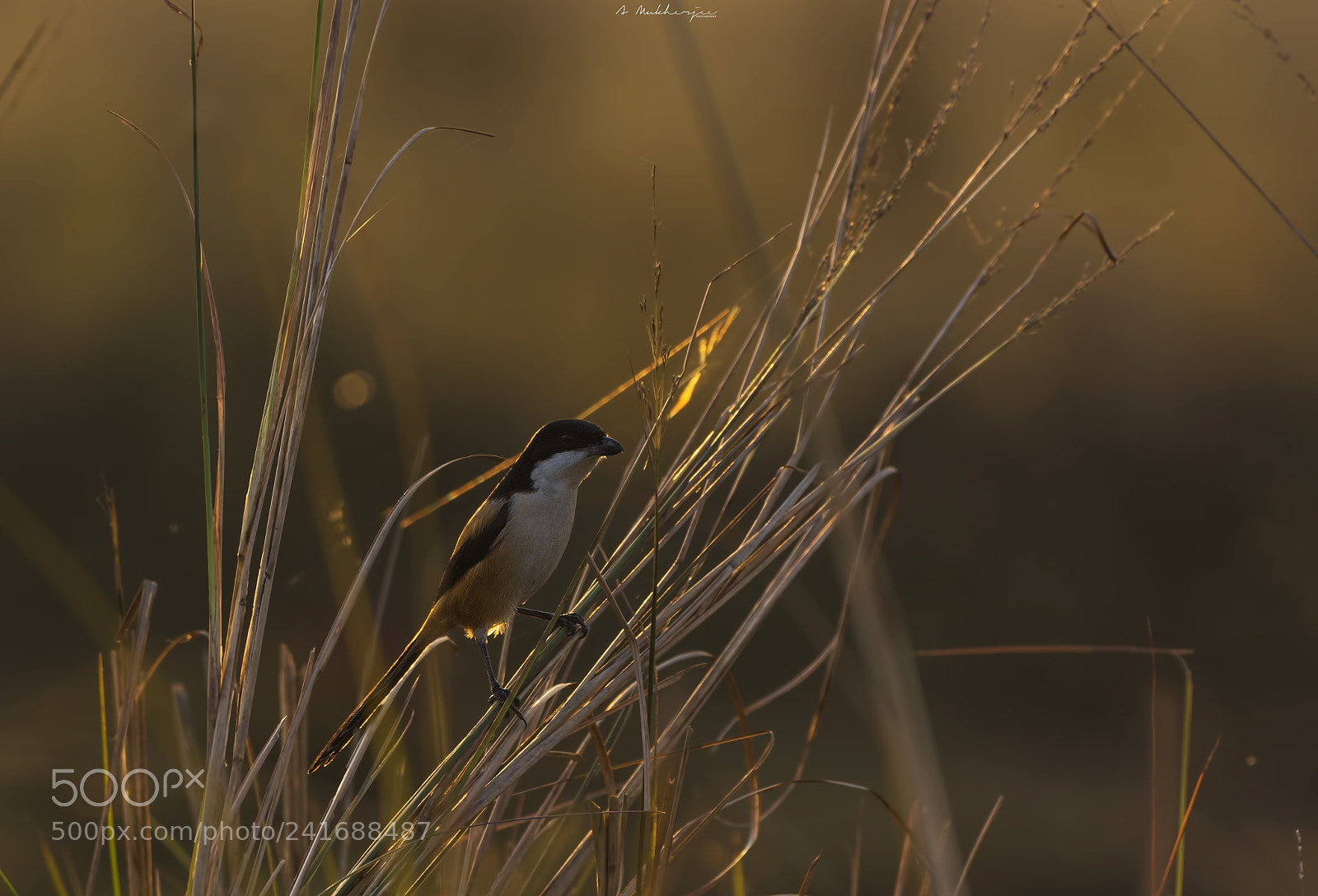 Nikon D7100 sample photo. Tricolor shrike photography
