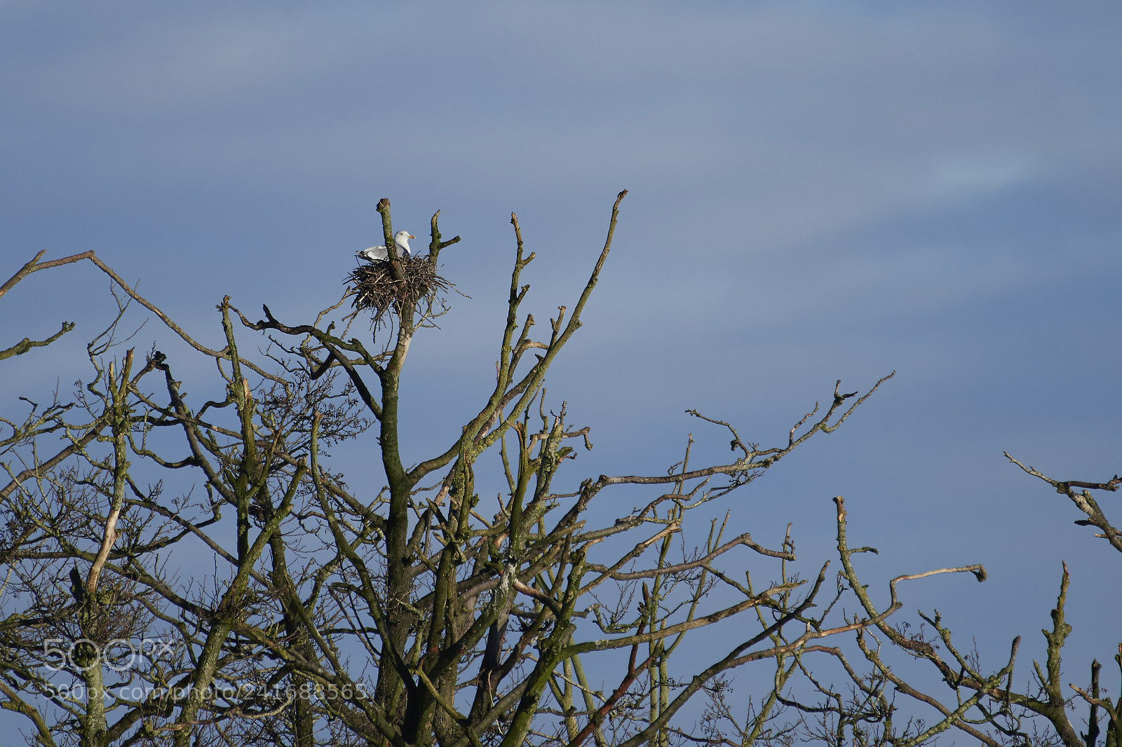 Nikon D500 sample photo. Safenest photography