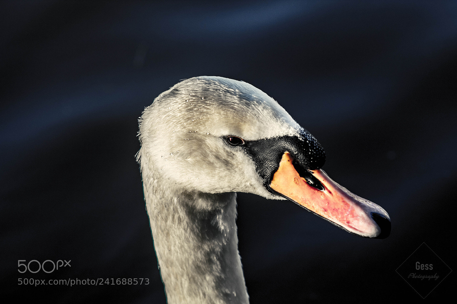 Canon EOS 1300D (EOS Rebel T6 / EOS Kiss X80) sample photo. Portrait of a swan photography