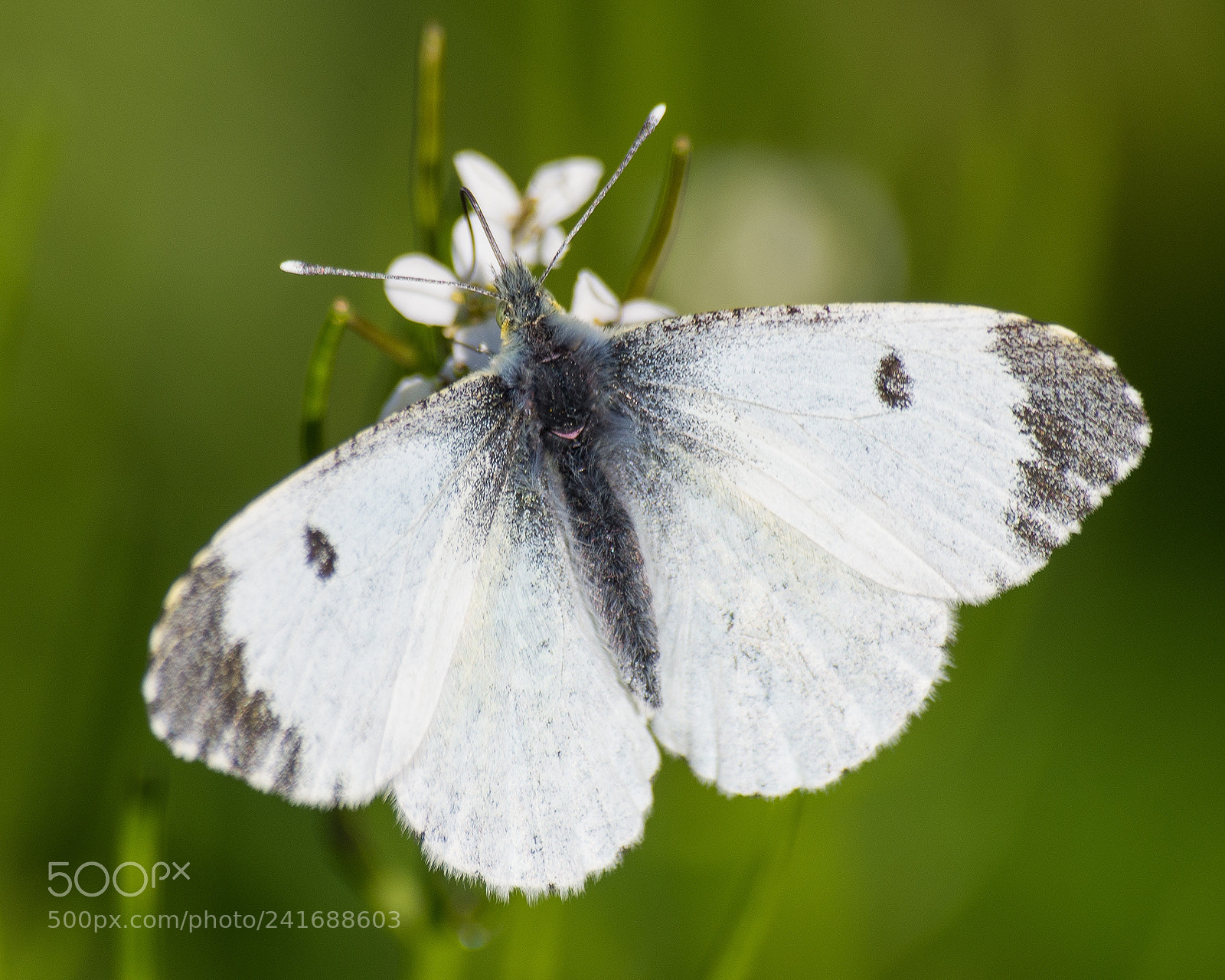 Pentax K-5 sample photo. Female orange-tip butterfly photography