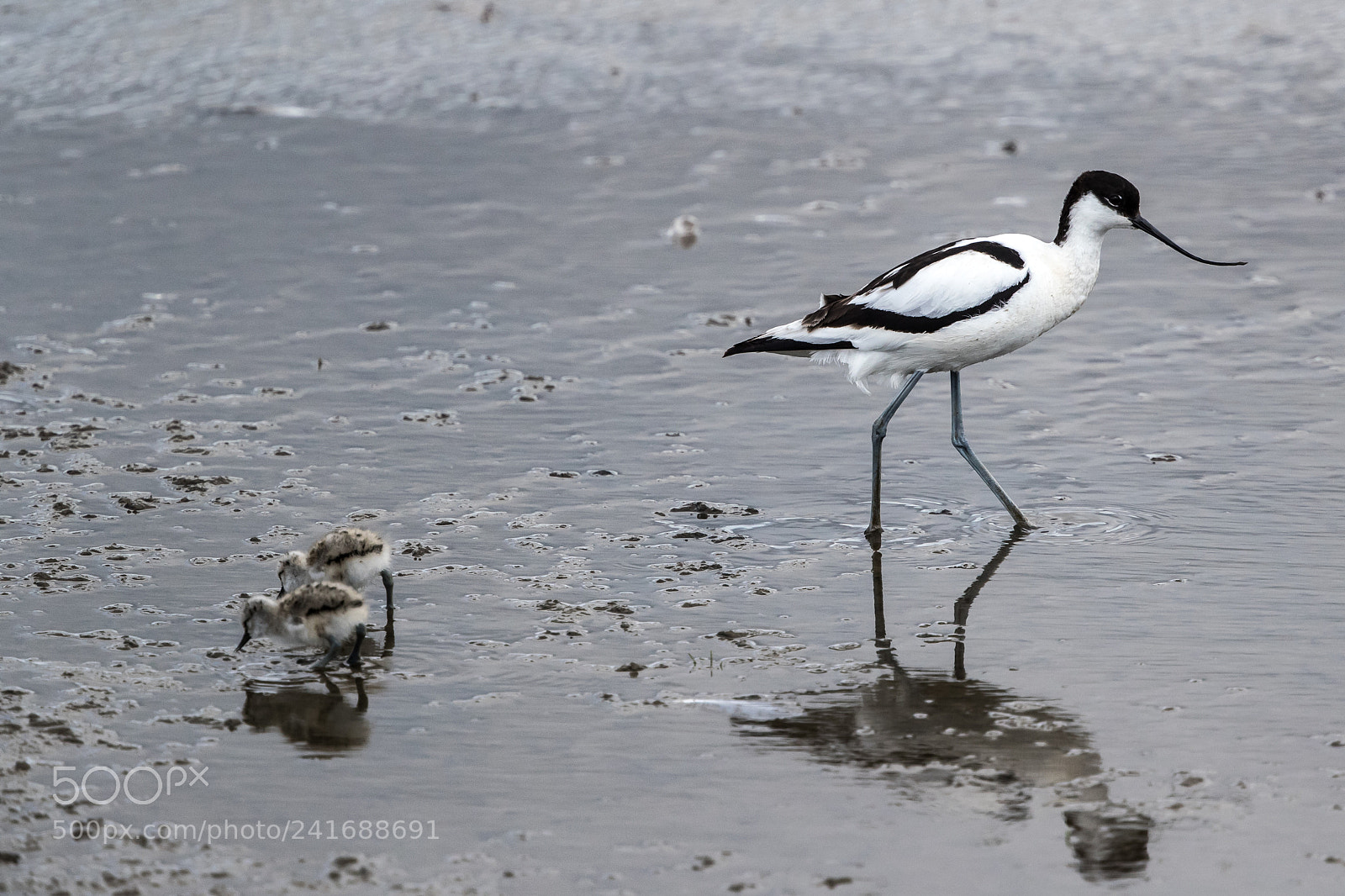 Canon EOS-1D X Mark II sample photo. Avocet with young photography