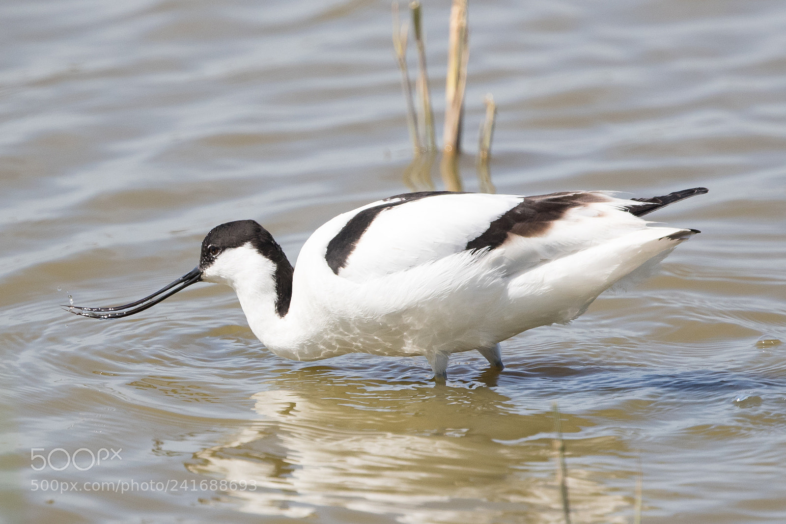 Canon EOS-1D X Mark II sample photo. Avocet photography