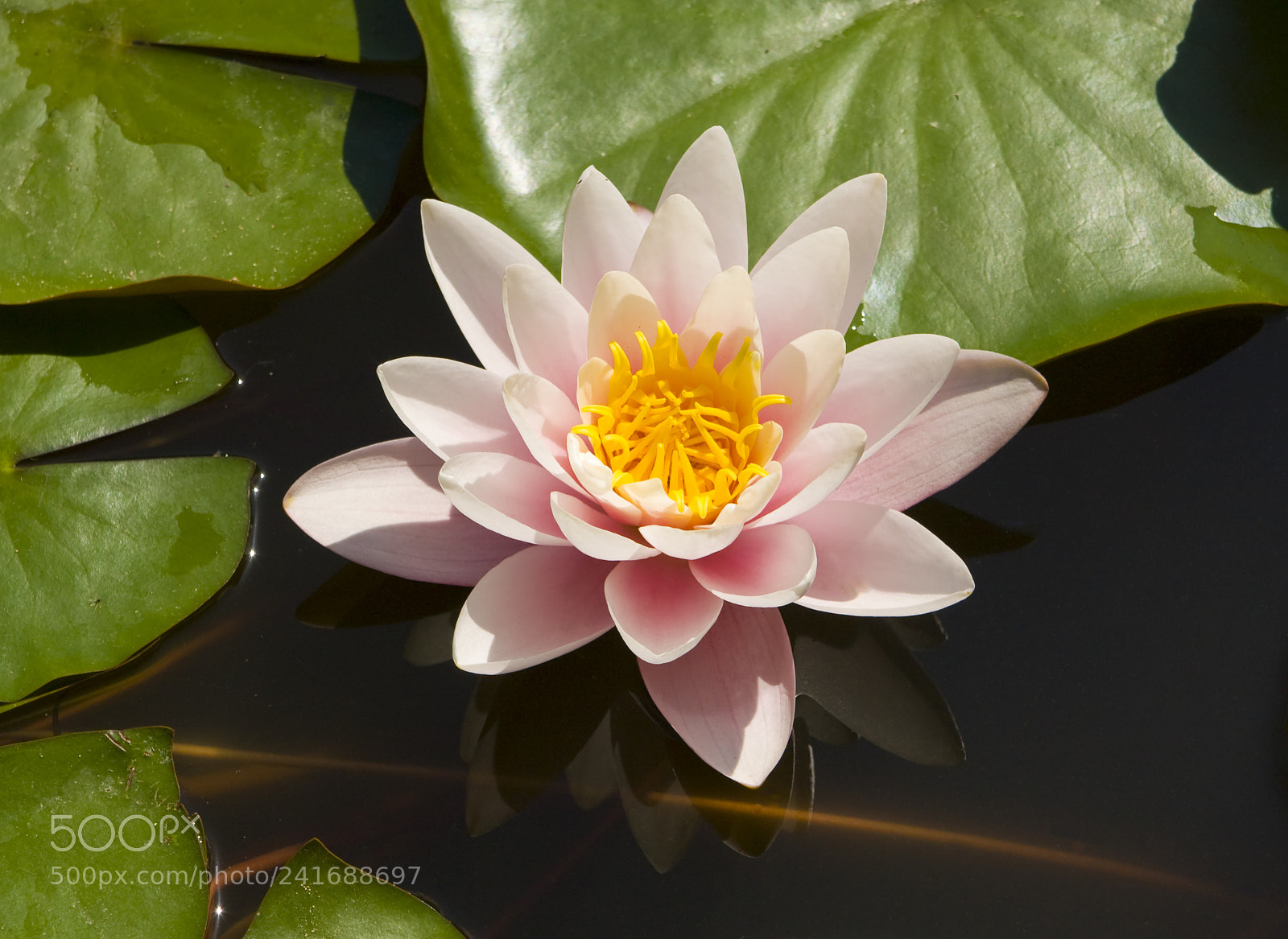 Canon EOS 450D (EOS Rebel XSi / EOS Kiss X2) sample photo. Pink water lily photography