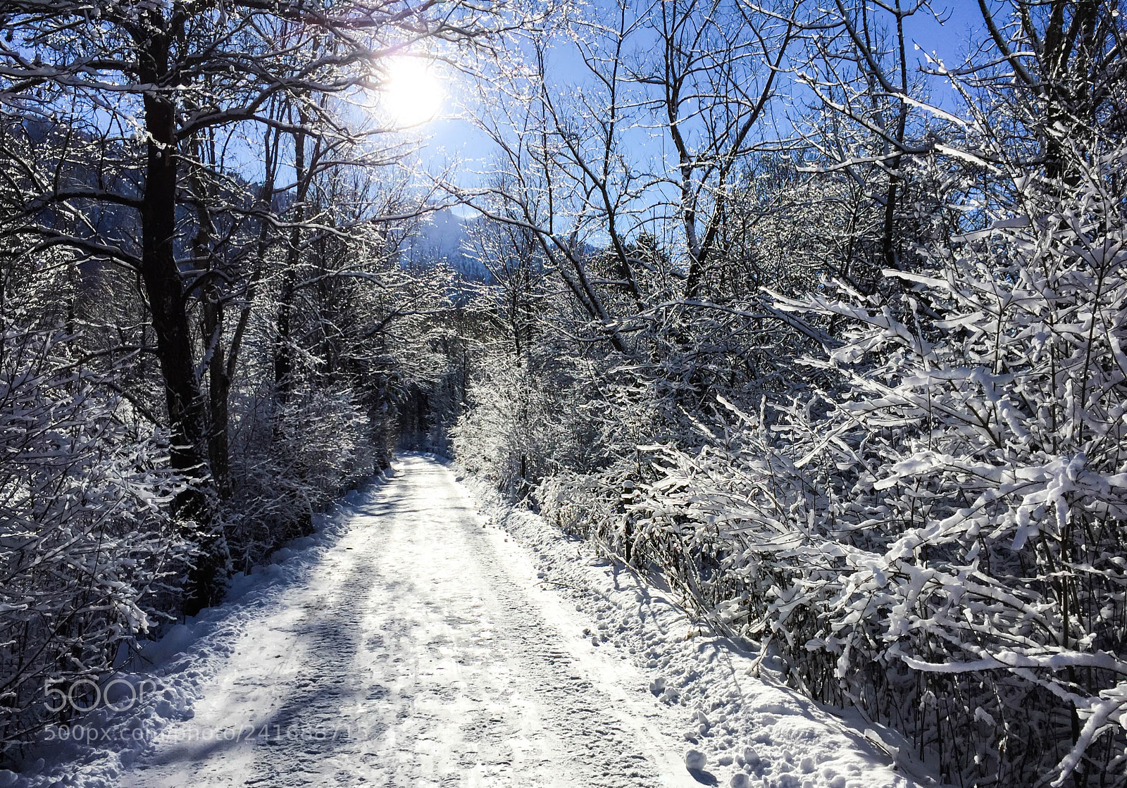 Apple iPhone 6 sample photo. Frosty day photography