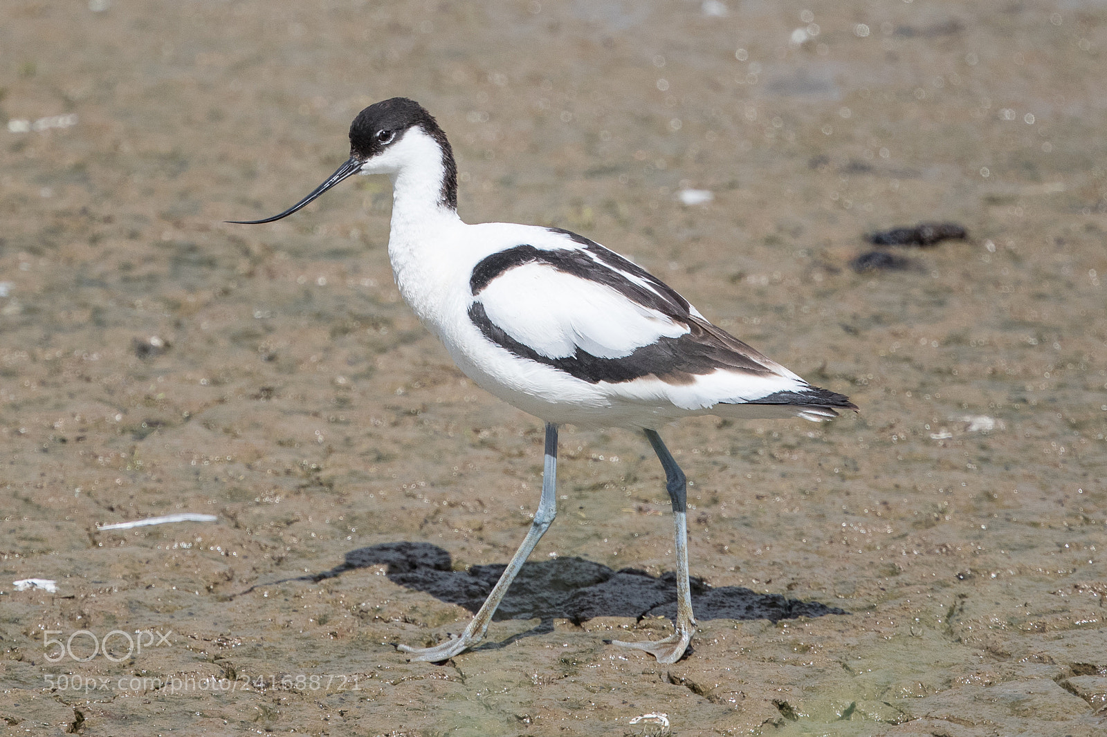 Canon EOS-1D X Mark II sample photo. Avocet photography
