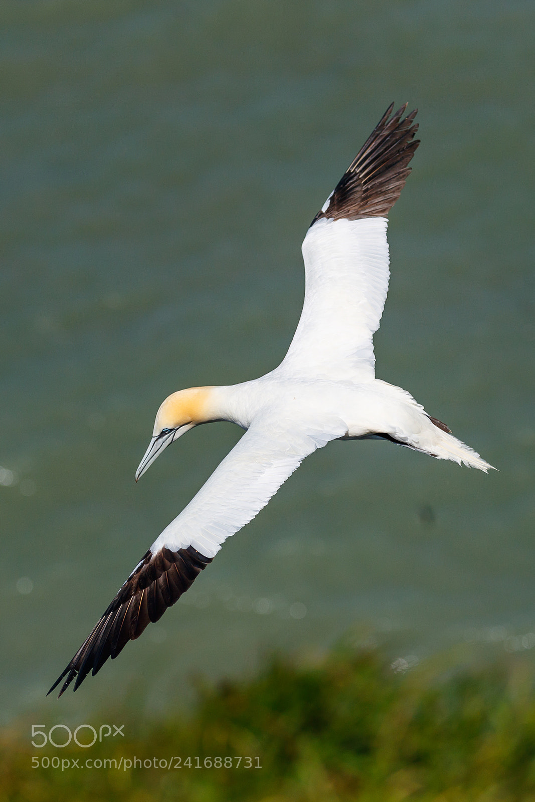 Canon EOS-1D X Mark II sample photo. Gannet photography