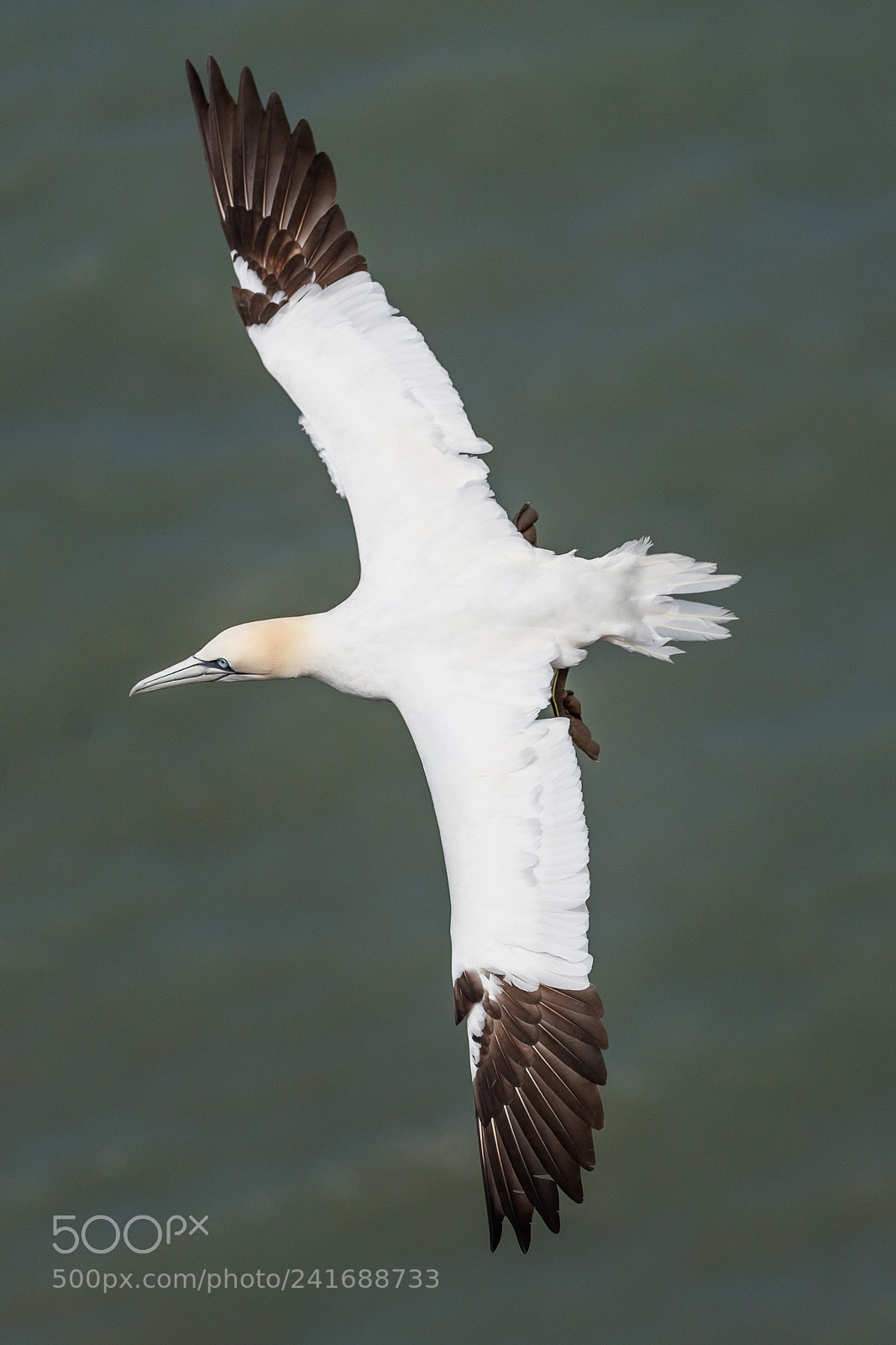 Canon EOS-1D X Mark II sample photo. Gannet photography