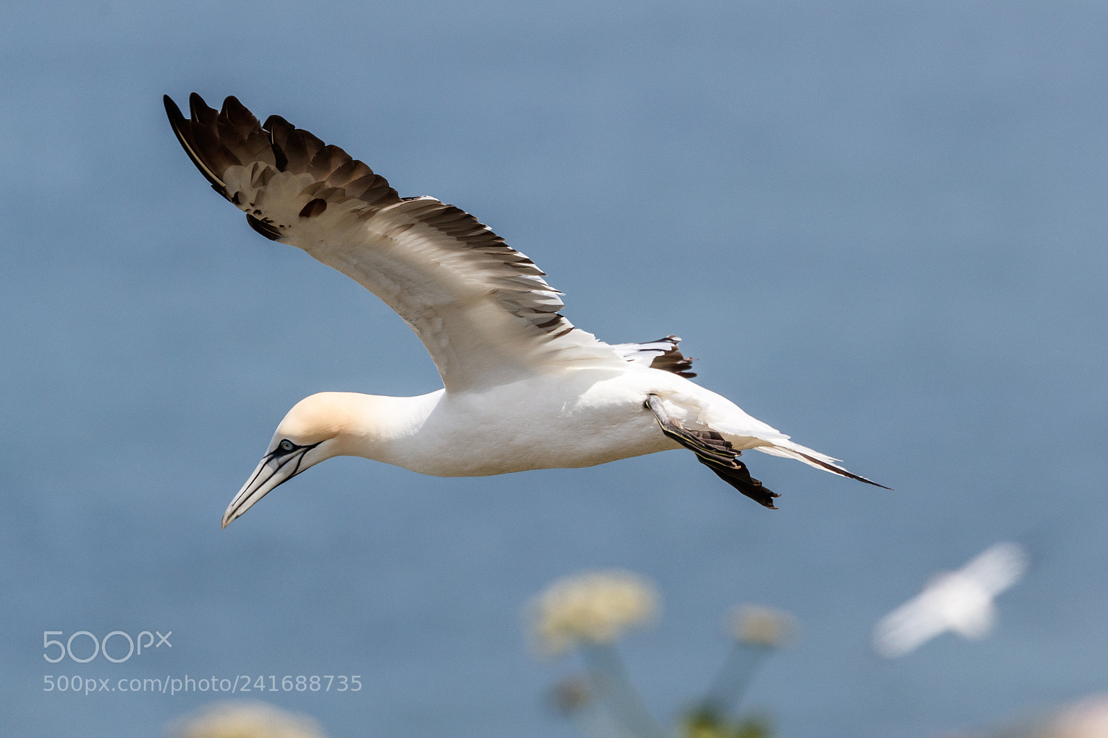 Canon EOS-1D X Mark II sample photo. Gannet photography