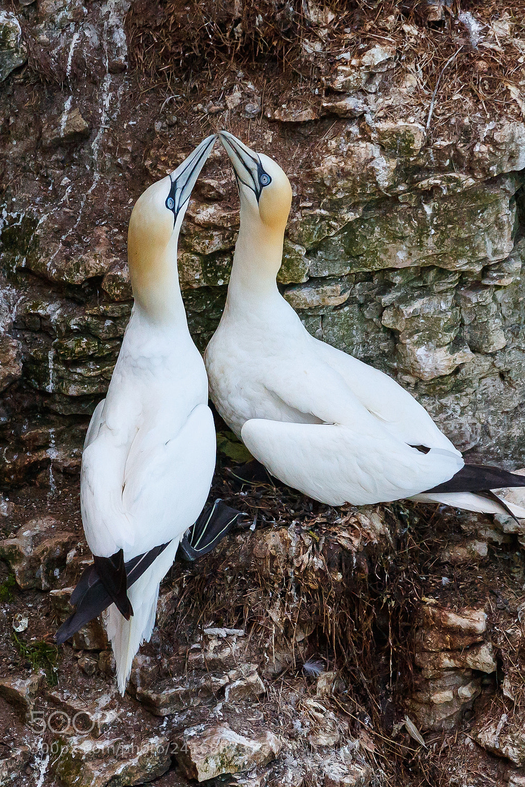 Canon EOS-1D X Mark II sample photo. Gannet photography