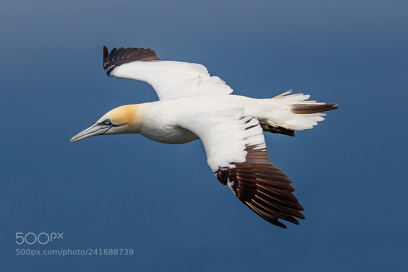 Canon EOS-1D X Mark II sample photo. Gannet photography