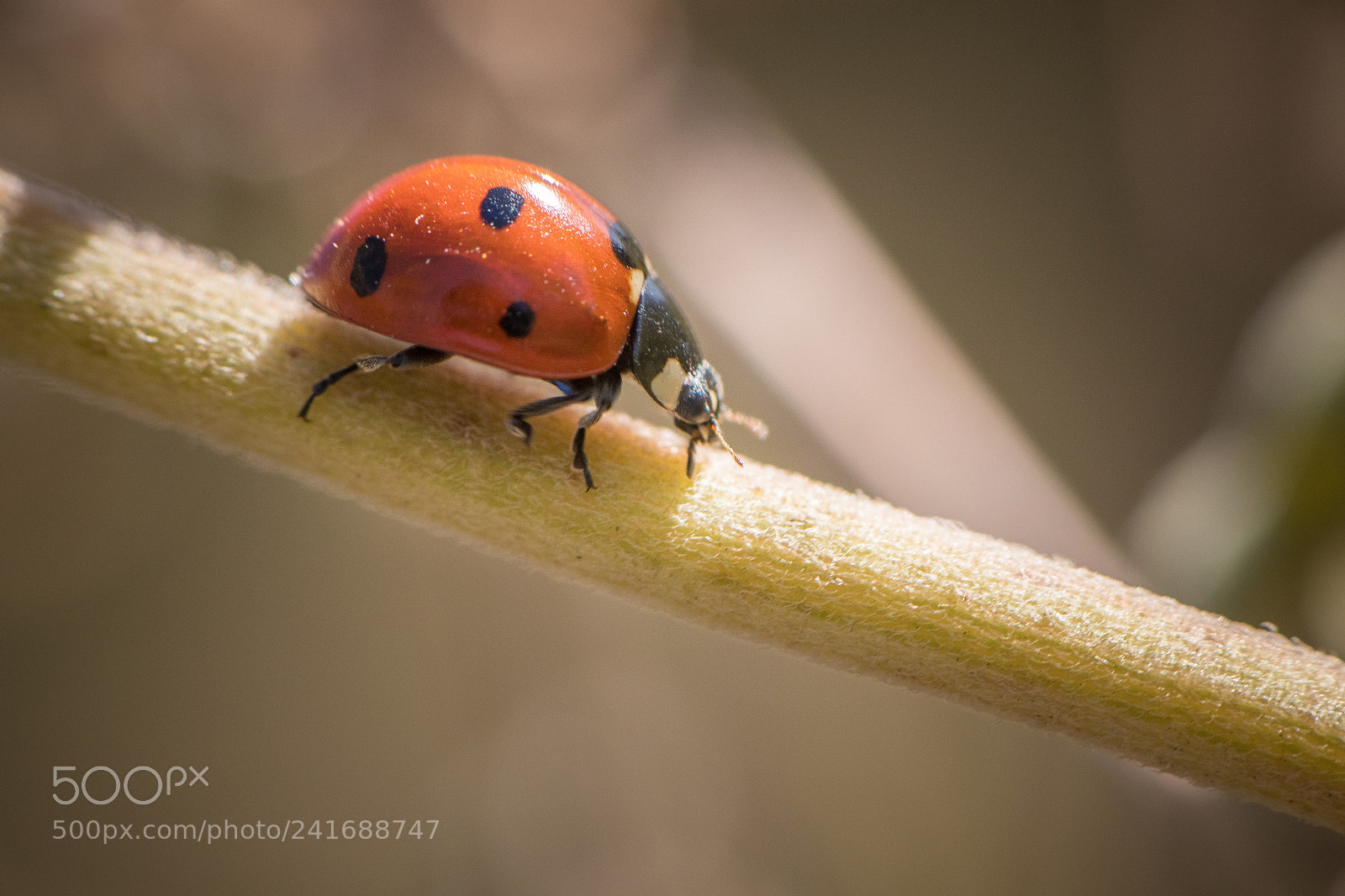 Nikon D850 sample photo. Asian beetle photography