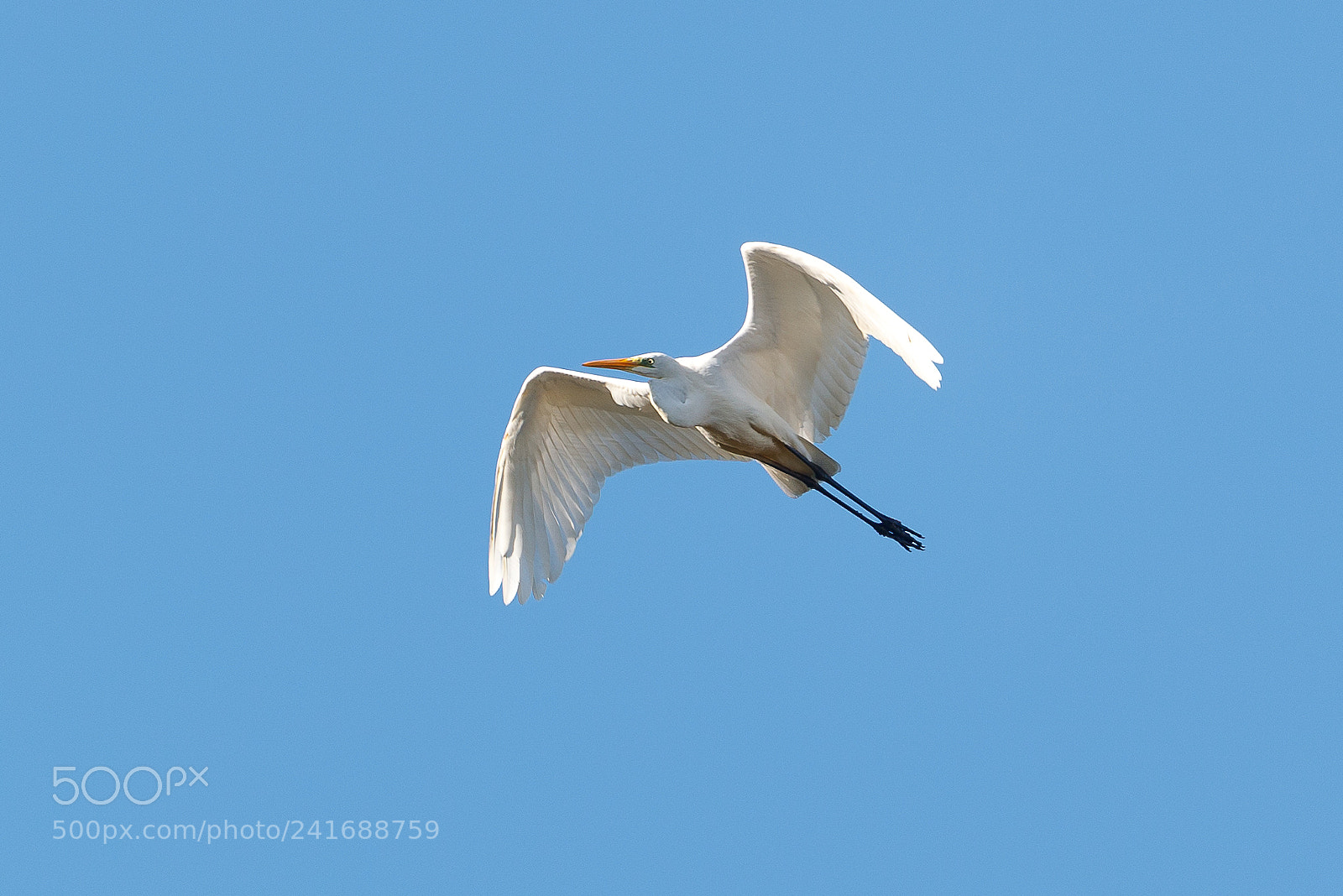 Canon EOS-1D X Mark II sample photo. Great white egret photography