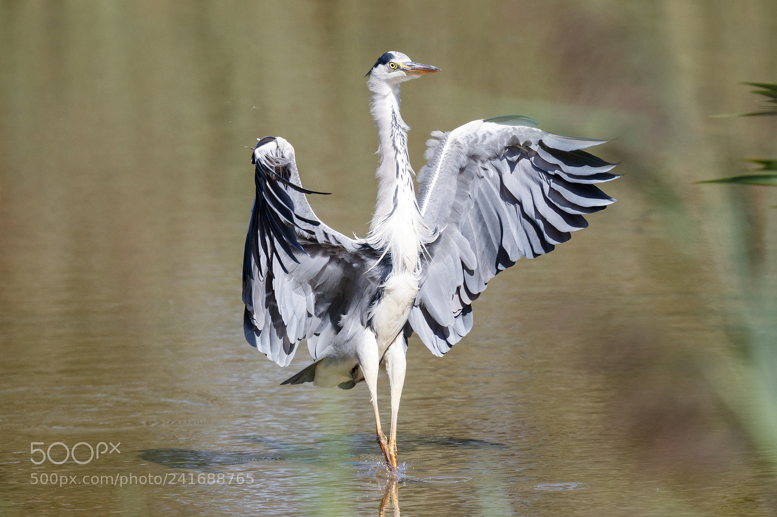 Canon EOS-1D X Mark II sample photo. Grey heron photography