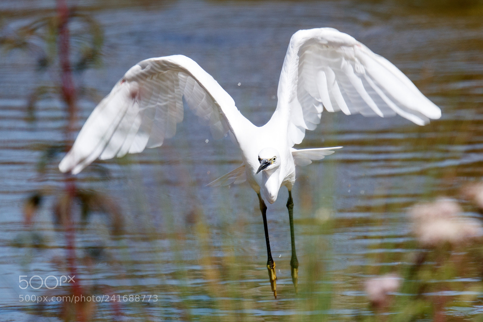 Canon EOS-1D X Mark II sample photo. Little egret photography