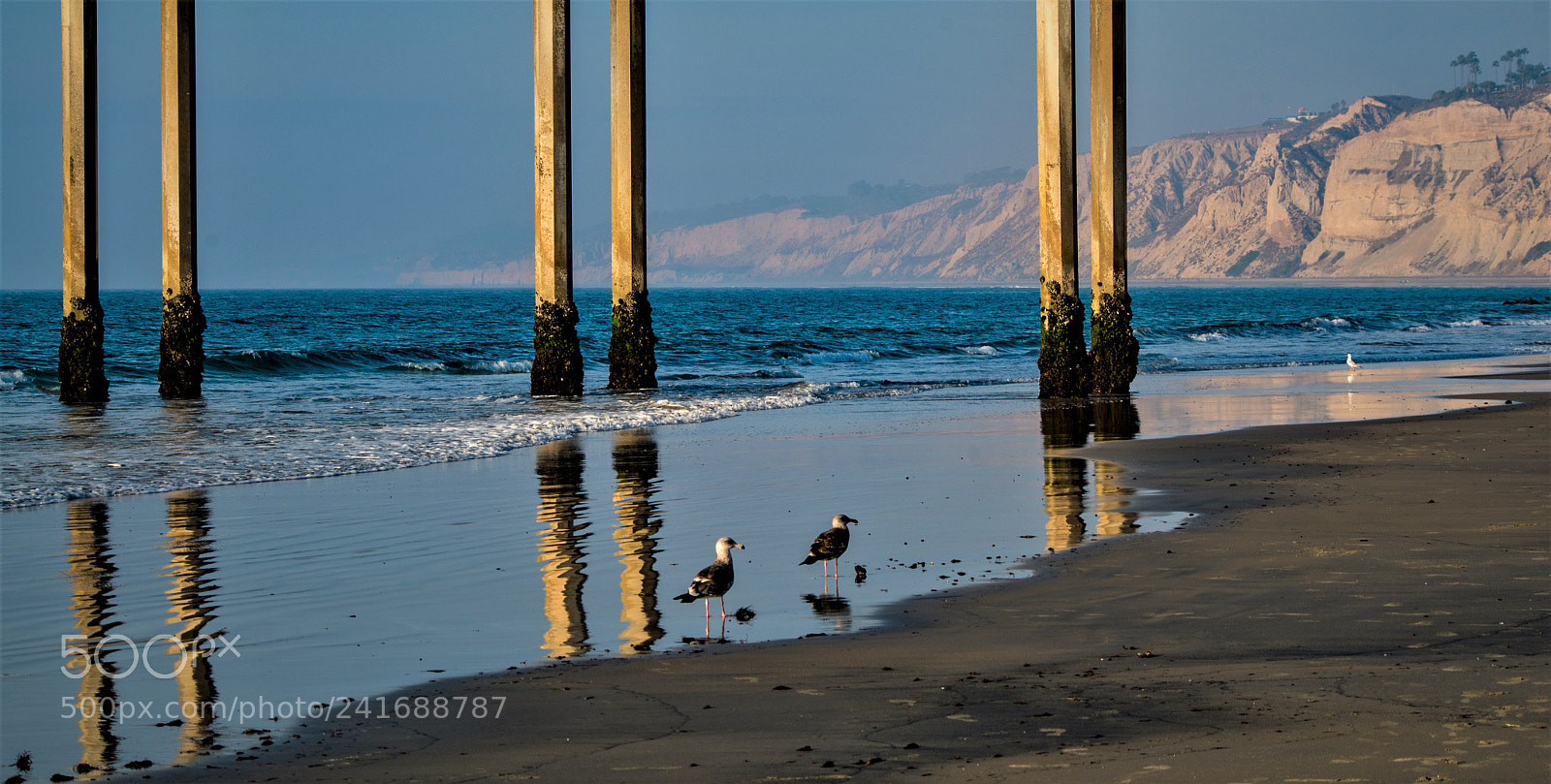 Pentax K-50 sample photo. Two gulls photography