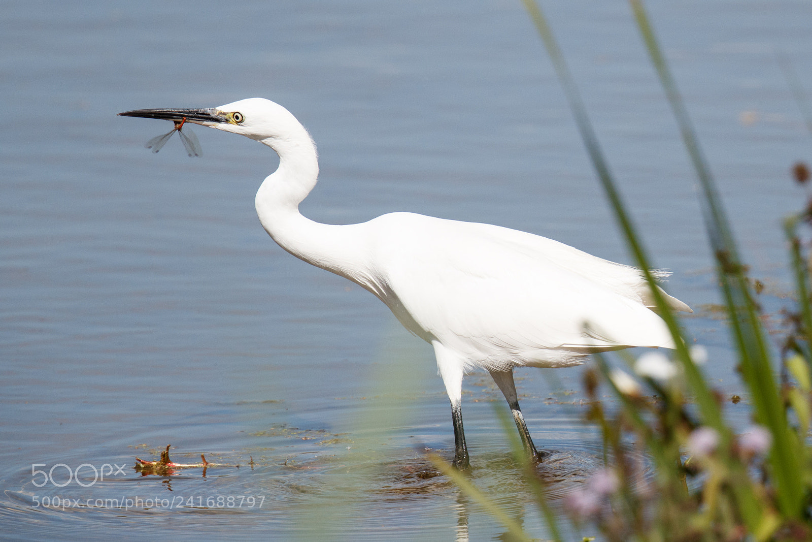 Canon EOS-1D X Mark II sample photo. Little egret photography