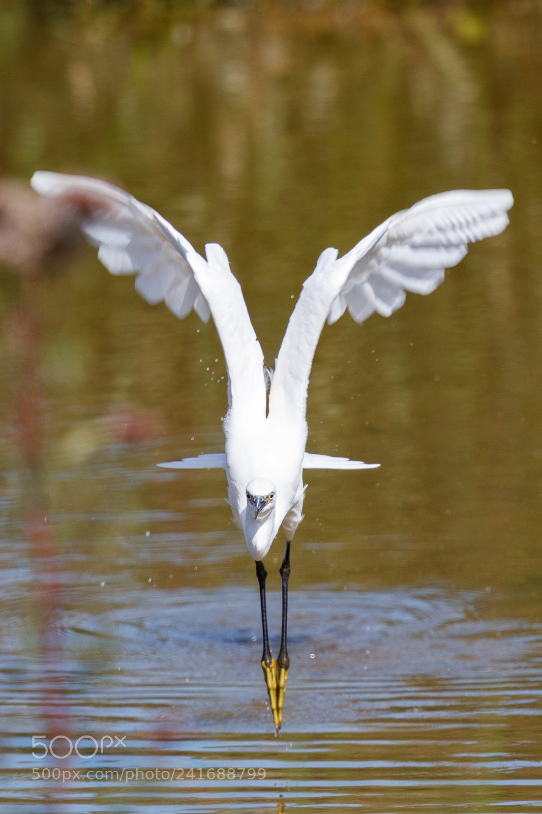 Canon EOS-1D X Mark II sample photo. Little egret photography
