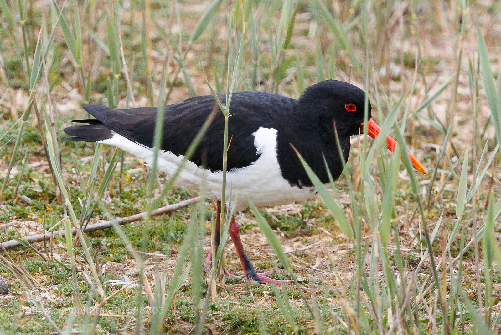 Canon EOS-1D X Mark II sample photo. Oystercatcher photography