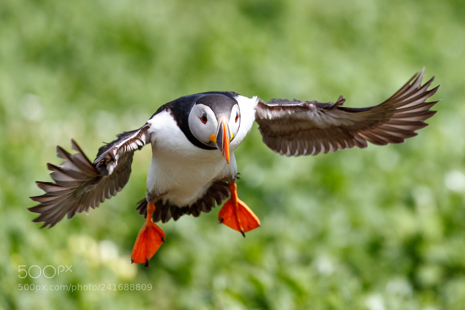 Canon EOS-1D X Mark II sample photo. Puffin photography