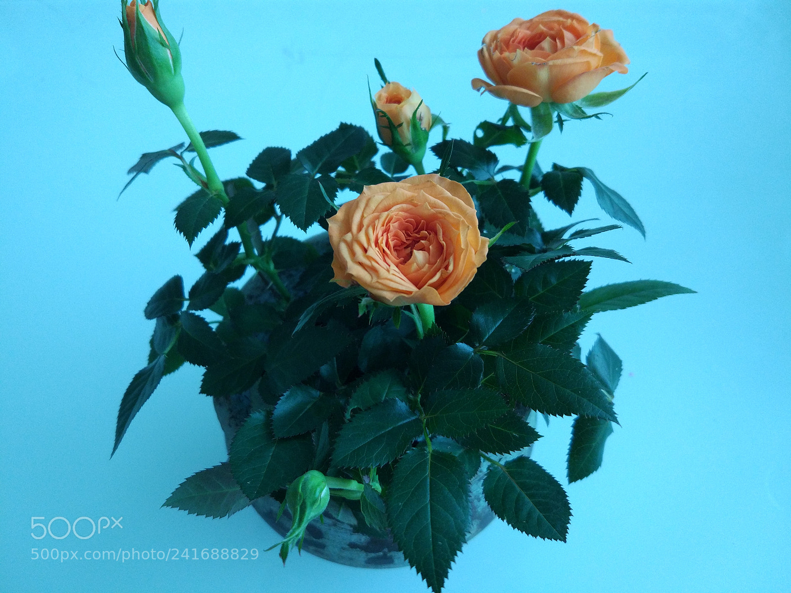 Xiaomi MI 5 sample photo. Untitled photography