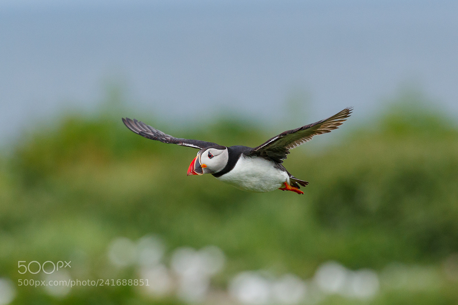 Canon EOS-1D X Mark II sample photo. Puffin photography