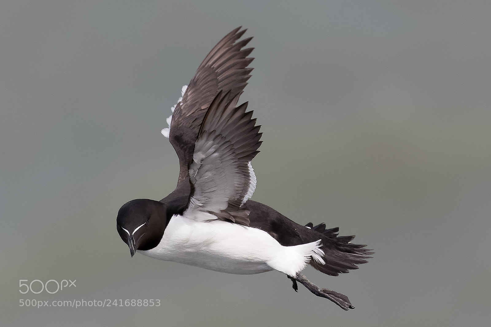 Canon EOS-1D X Mark II sample photo. Razorbill photography