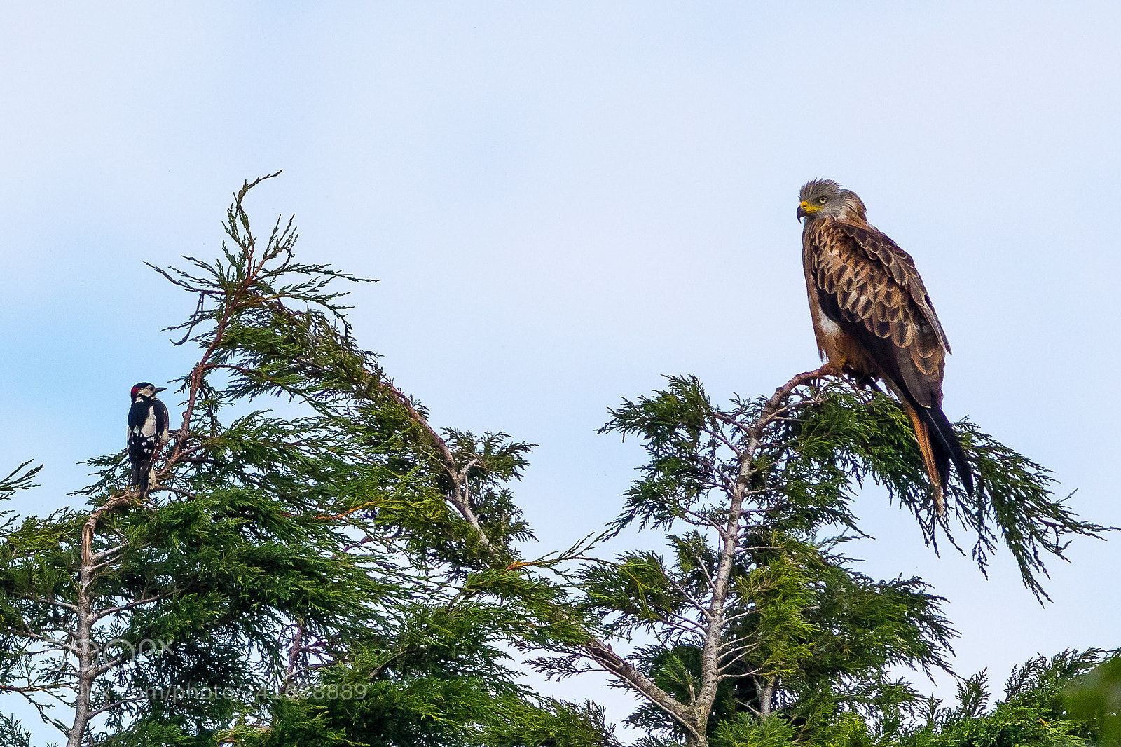 Canon EOS-1D X Mark II sample photo. Red kite and woodpecker photography