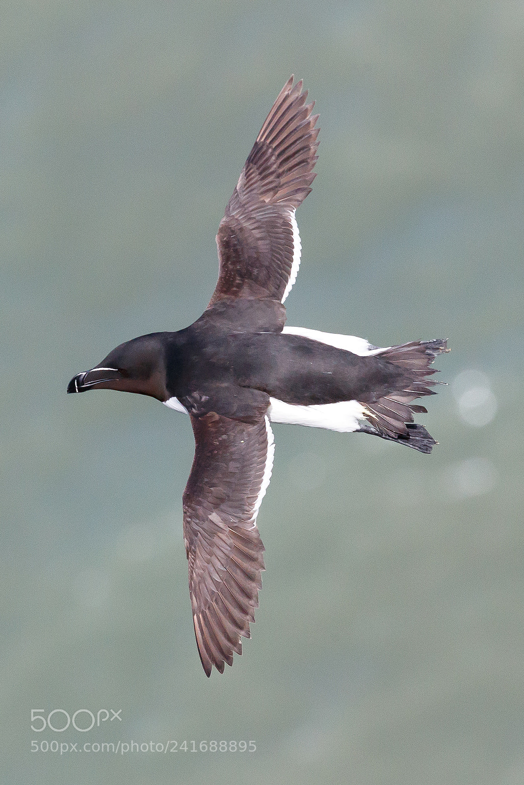 Canon EOS-1D X Mark II sample photo. Razorbill photography