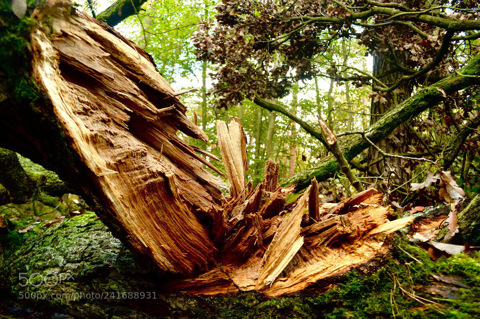 Nikon D3200 sample photo. Tree and moss photography