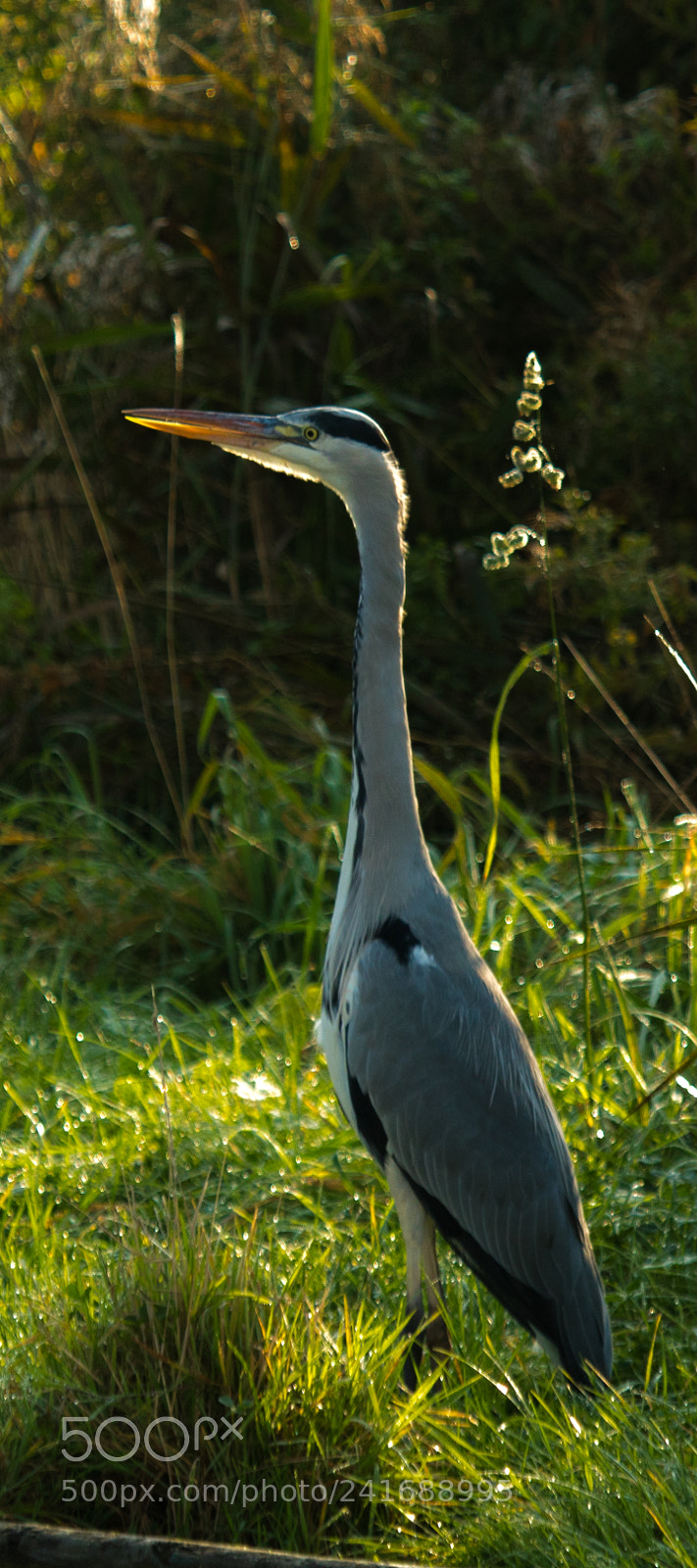 Canon EOS 1300D (EOS Rebel T6 / EOS Kiss X80) sample photo. Northfolk broads photography