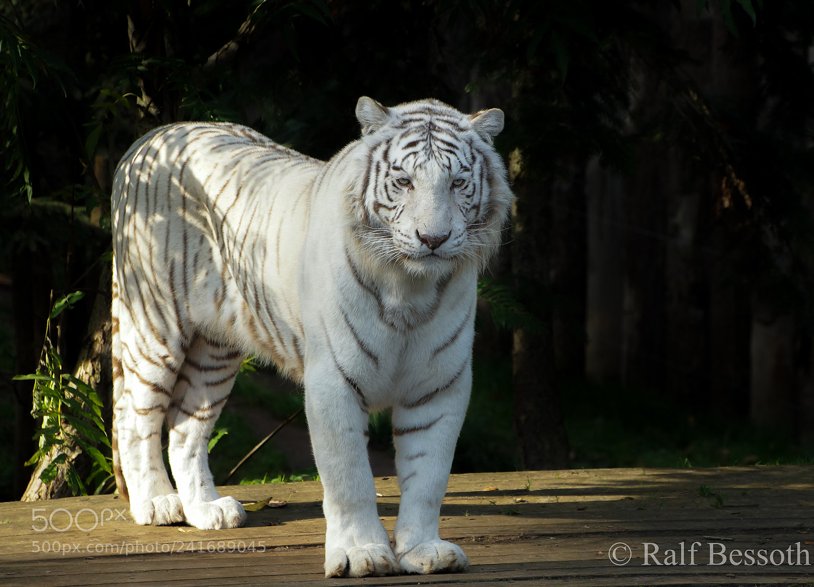 Sony SLT-A99V sample photo. White king photography