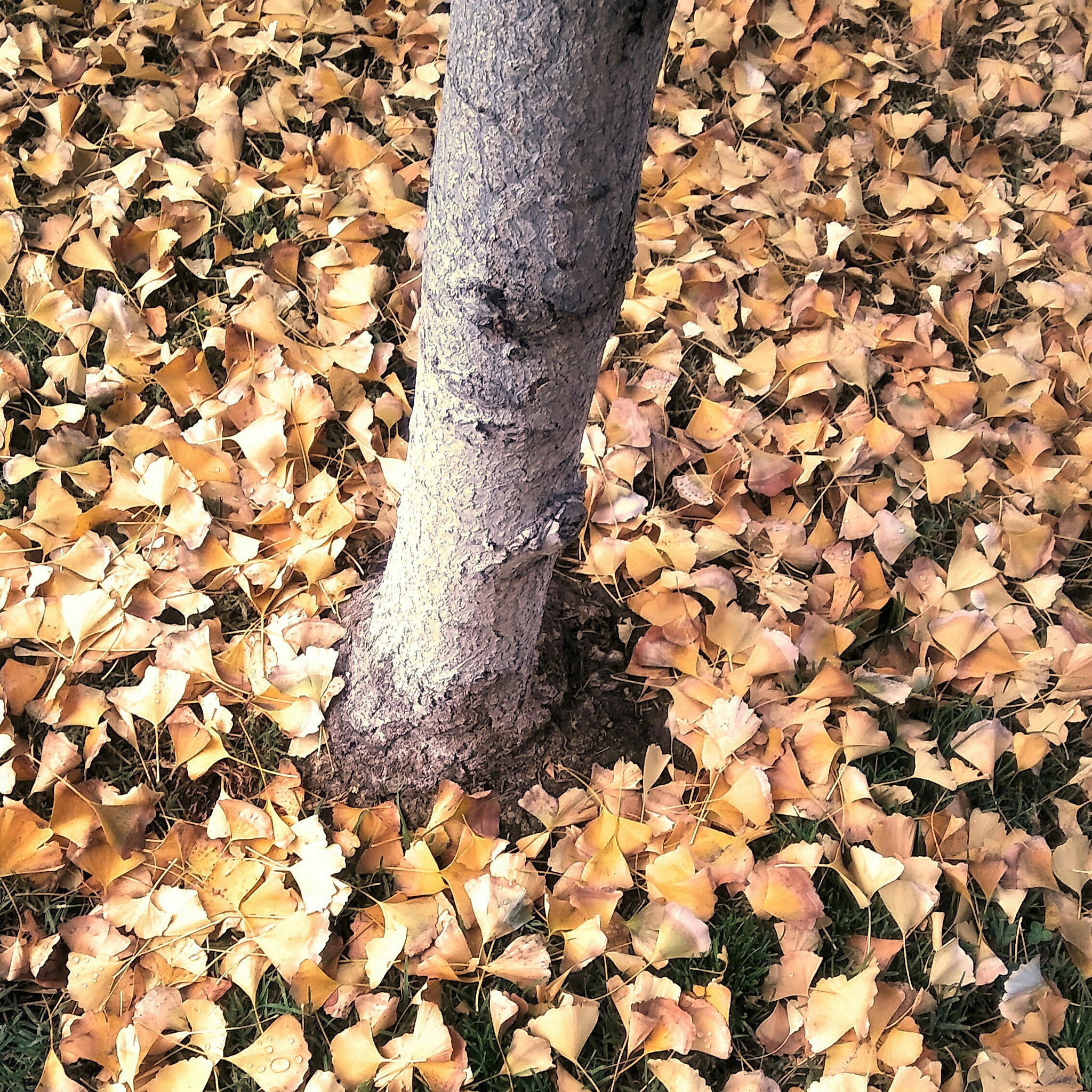 LG STYLO 2 PLUS sample photo. Blanket of leaves photography