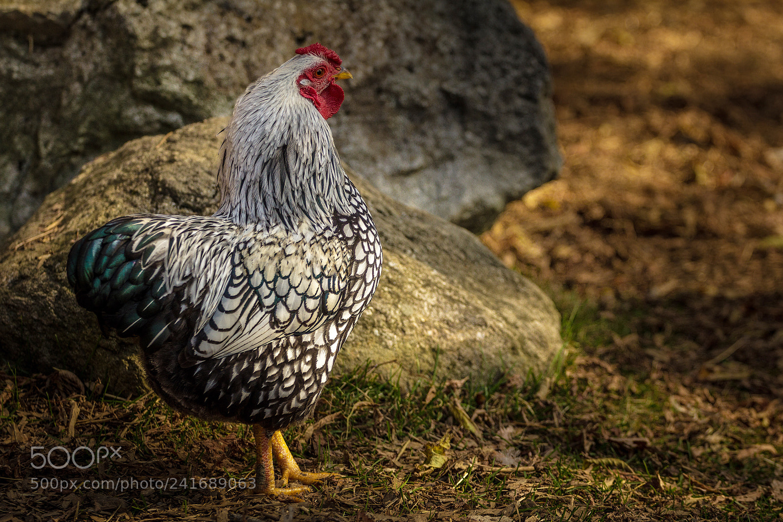 Canon EOS 60D sample photo. Morning on the farm photography