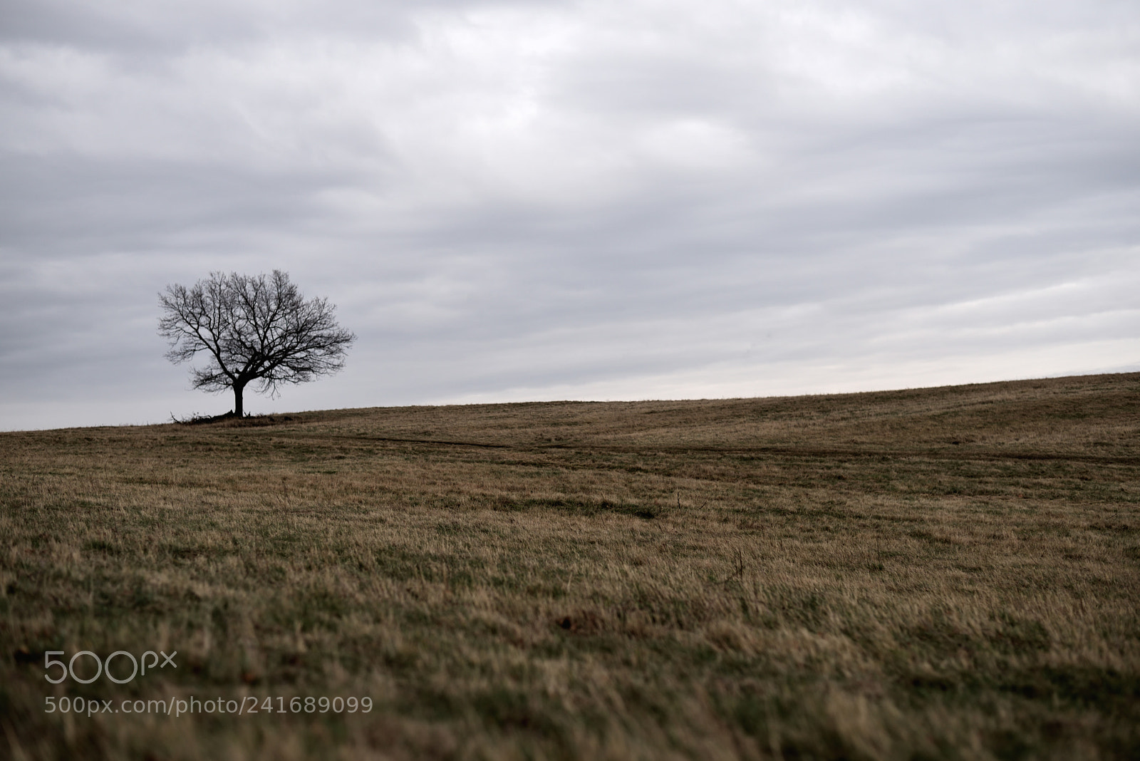 Nikon D750 + Nikon AF-S Nikkor 50mm F1.8G sample photo. Lonely winter tree photography