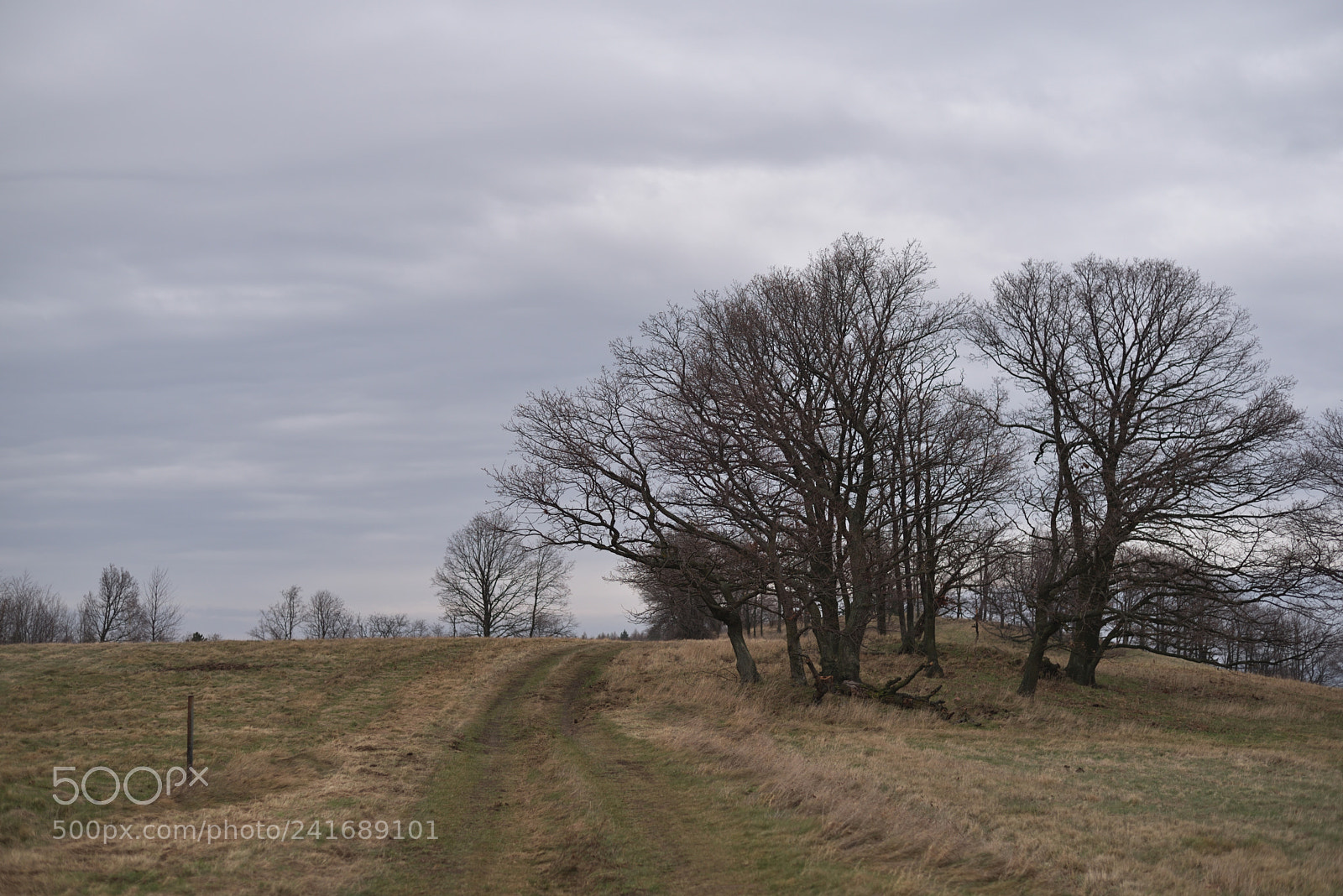 Nikon D750 + Nikon AF-S Nikkor 50mm F1.8G sample photo. Path photography