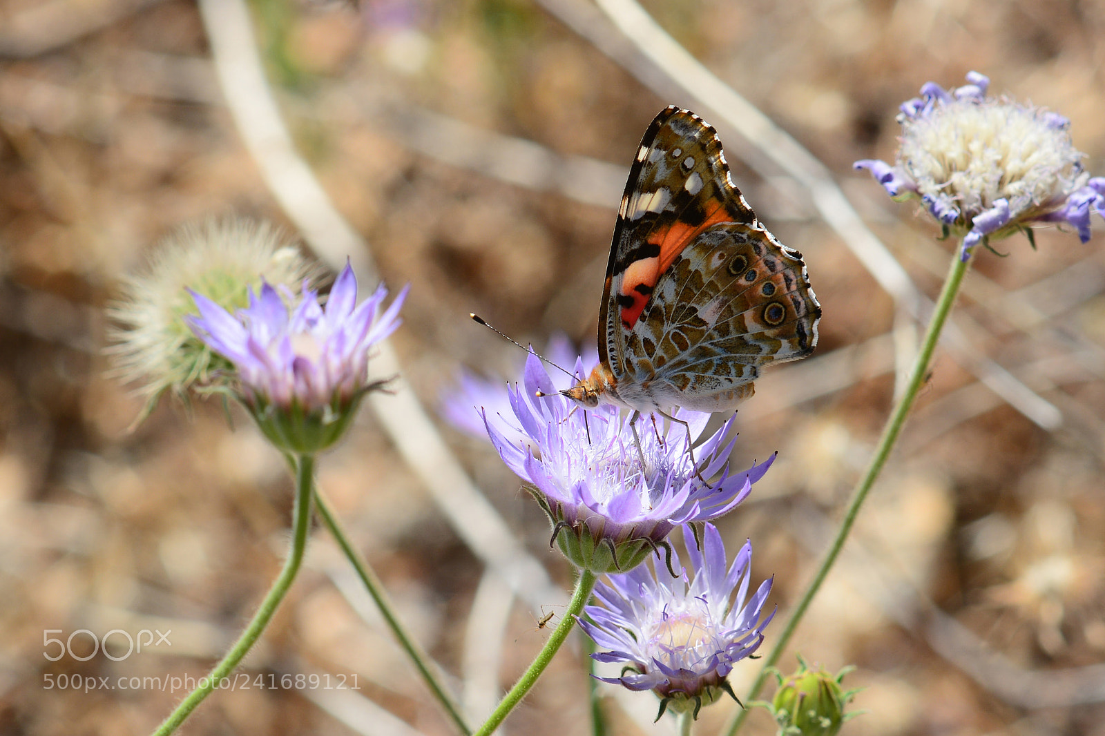 Nikon D7100 sample photo. Butterfly photography