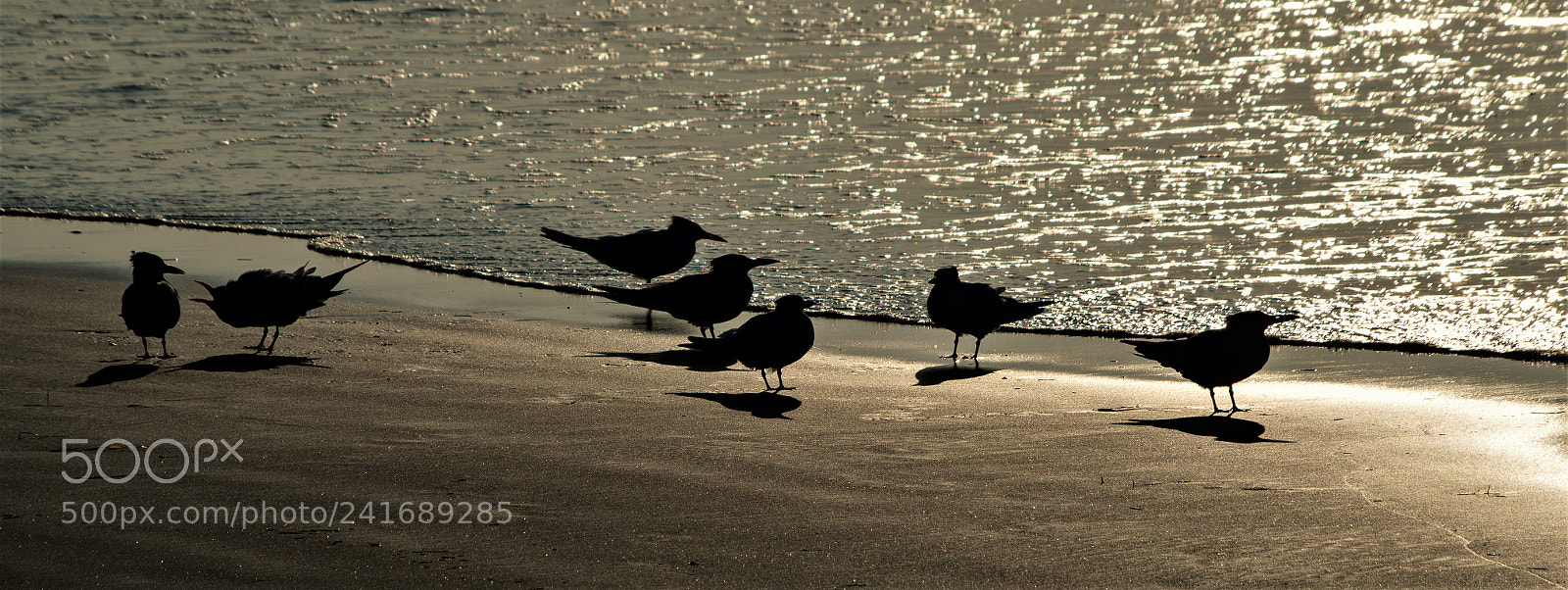 Pentax K-50 sample photo. Scolding photography