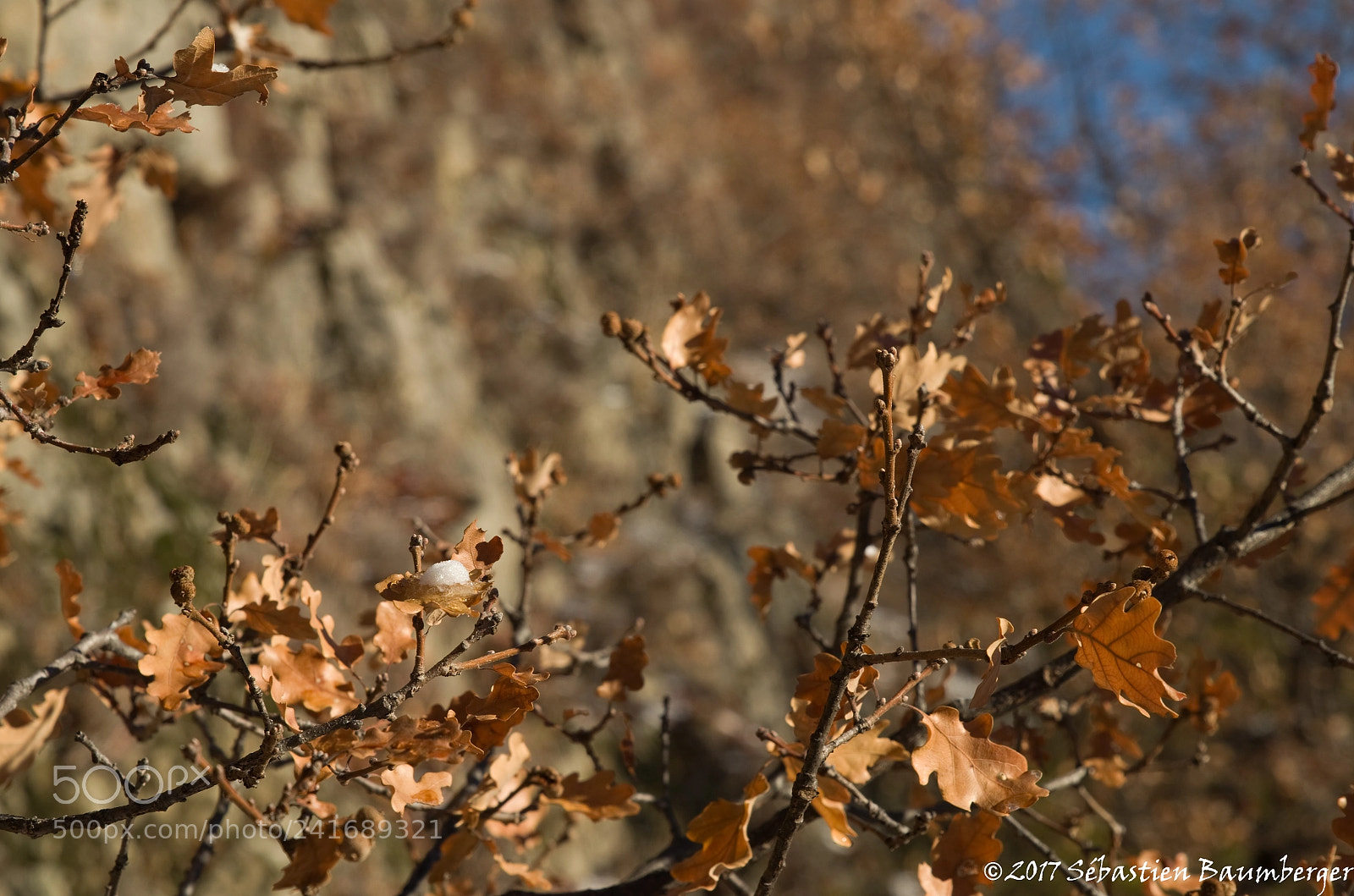 Pentax K-30 sample photo. Feuilles photography