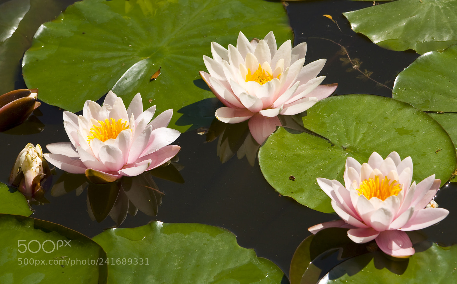 Canon EOS 450D (EOS Rebel XSi / EOS Kiss X2) sample photo. Three pink water lilies photography