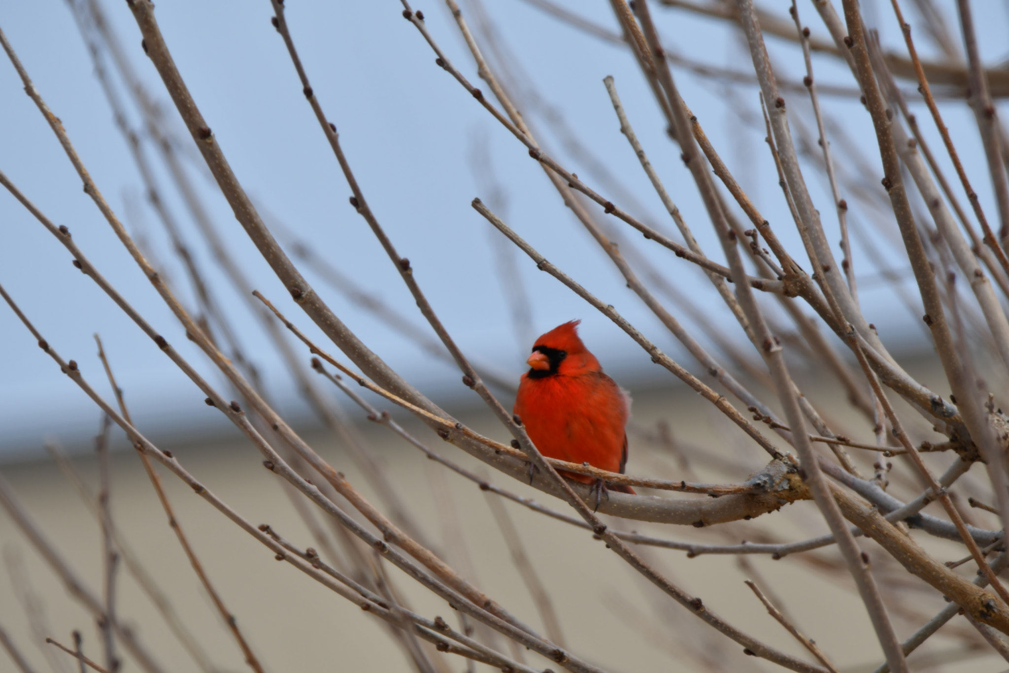 Nikon D500 sample photo. Cardinal on a branch photography