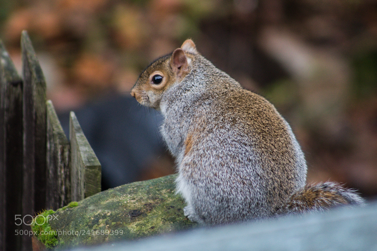 Canon EOS 650D (EOS Rebel T4i / EOS Kiss X6i) sample photo. Squirrel. photography