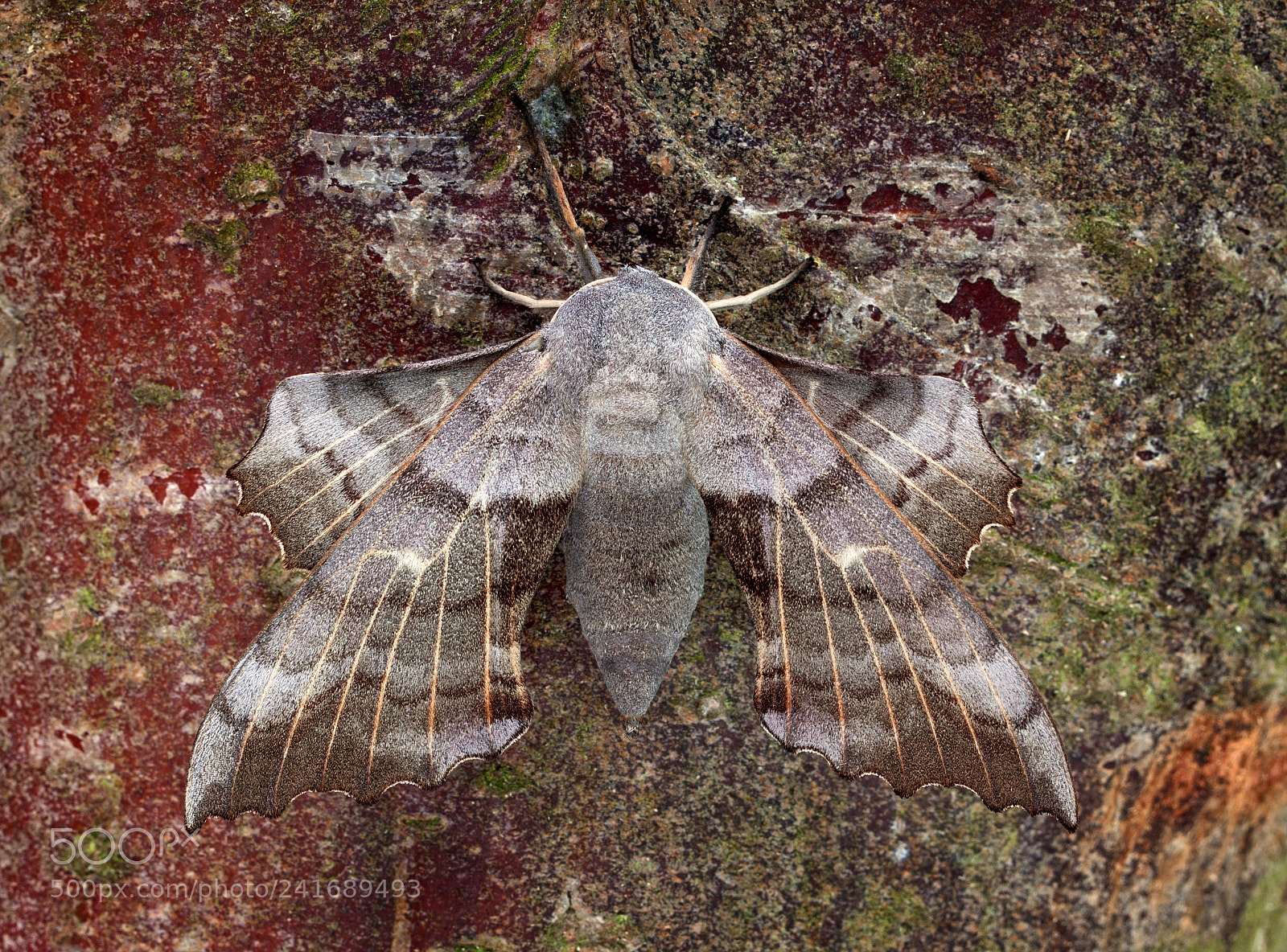 Canon EOS 500D (EOS Rebel T1i / EOS Kiss X3) sample photo. Poplar hawkmoth photography